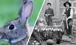 最近热门事件合集吃瓜兔,近期热门事件合集深度解析